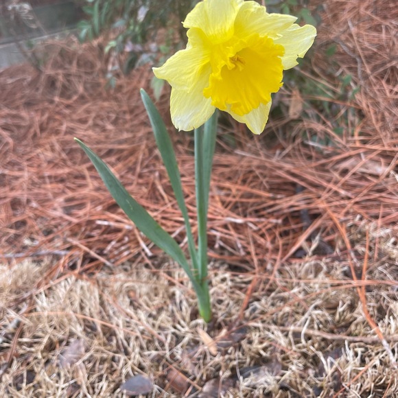 Kids Room - 🔥Floral Wax Batik Handmade Tapestry 🔥🔥🔥 - Picture 3 of 3